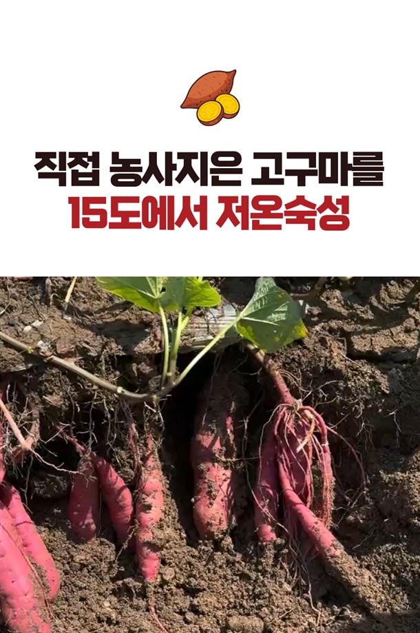 15도 저온숙성