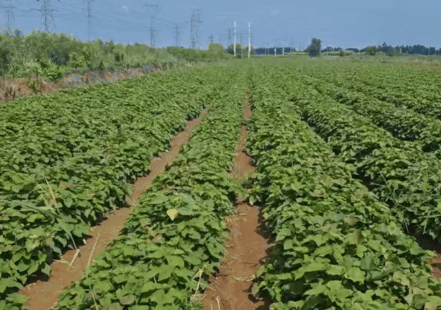 100만평 전용농장