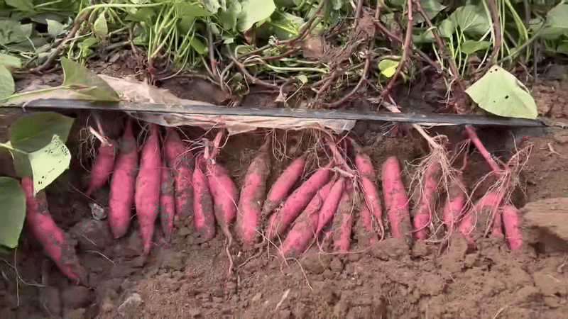 원물 수확 장면